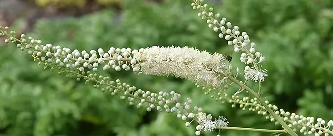 Black Cohosh
