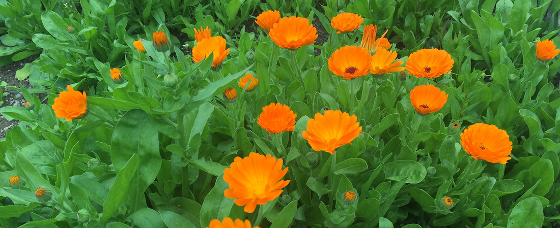 Calendula officinalis