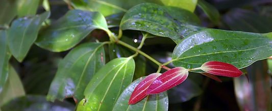 Ceylon Cinammon