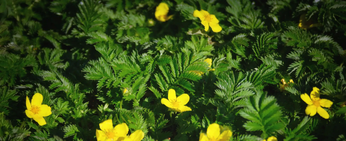 Silverweed
