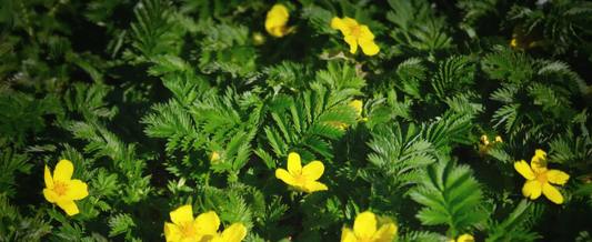 Silverweed