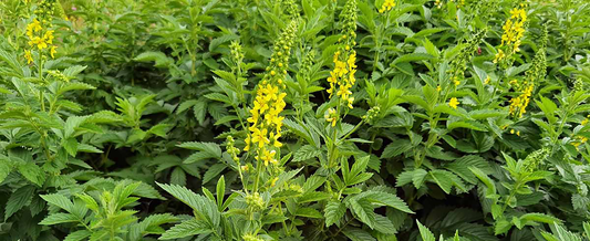 Agrimony