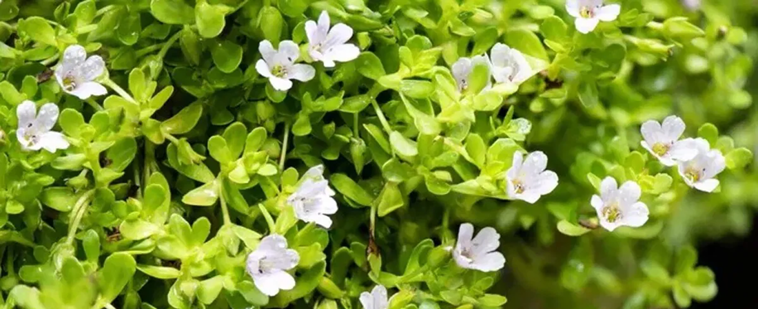 Bacopa Monieri