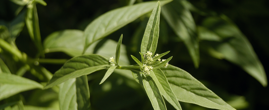 Brazilian Ginseng